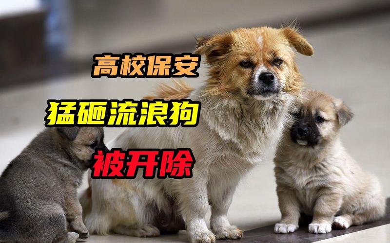 香港澳门 第5页